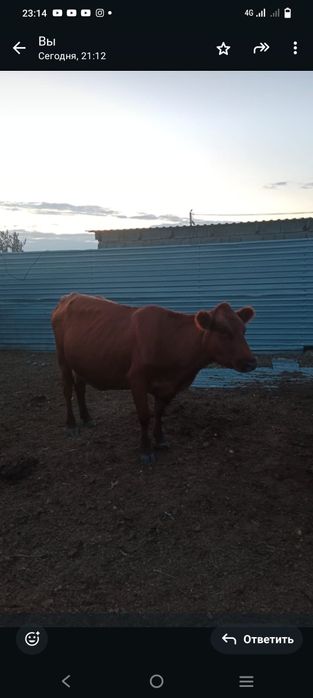 Сыйыр сатылады сүтті 5 туған