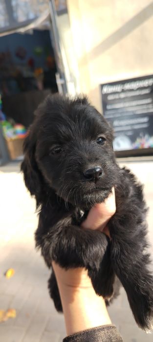 Продаются щенки породы русский охотничий спаниель