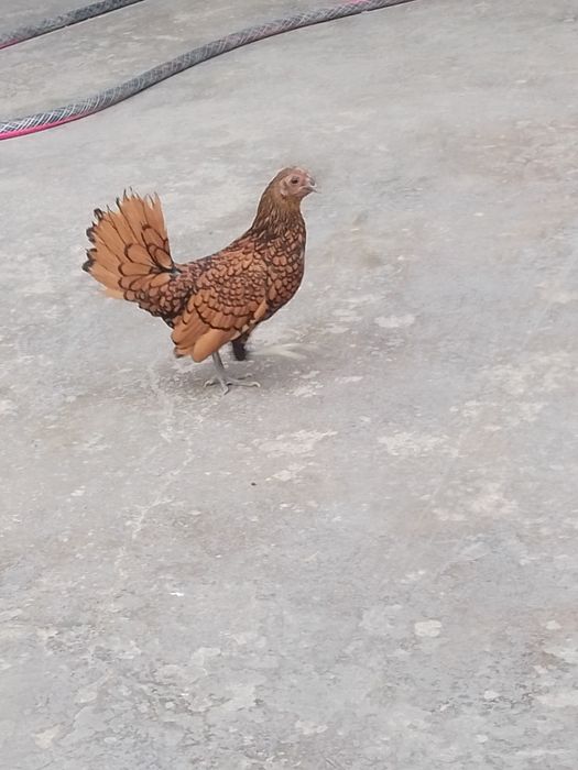 kareskiy sebraytlar sotiladi