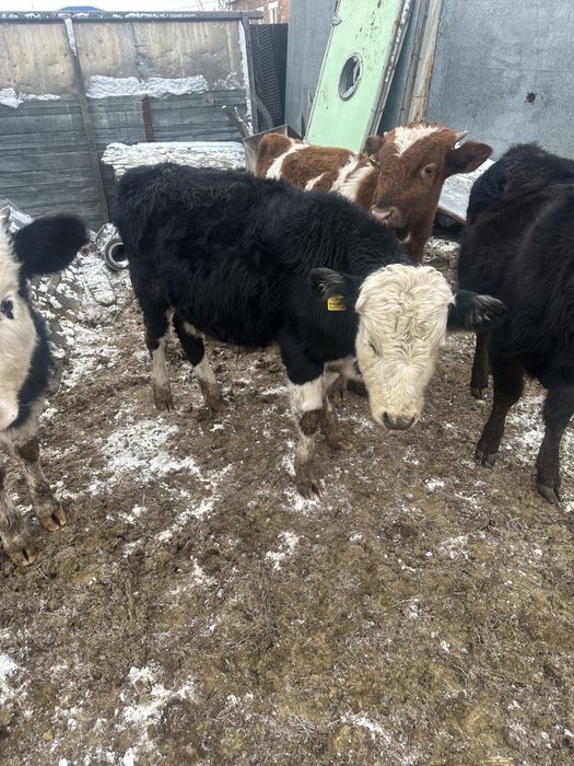 Бұқа бузаулар сатылалы 2 ұрғашы 3 еркек