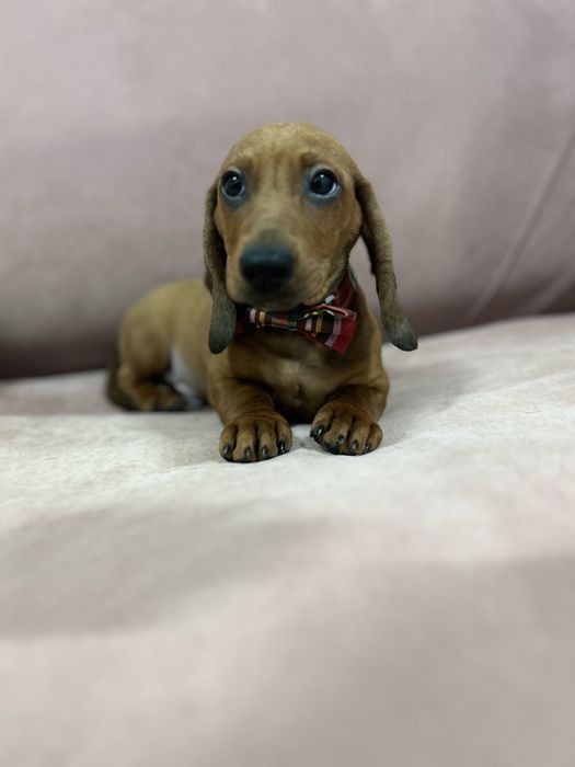 Mascul teckel miniatura cu Pedigree Fci