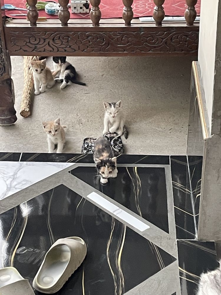 Отдам кота и 6 котят