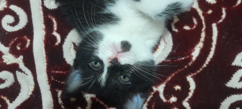 Scotsh Foold tekinga bolalari bilan brga