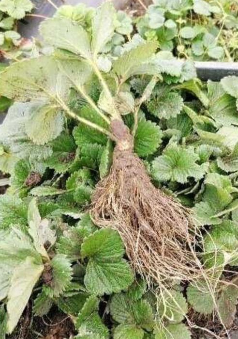 Stoloni Capsuni Premium A+