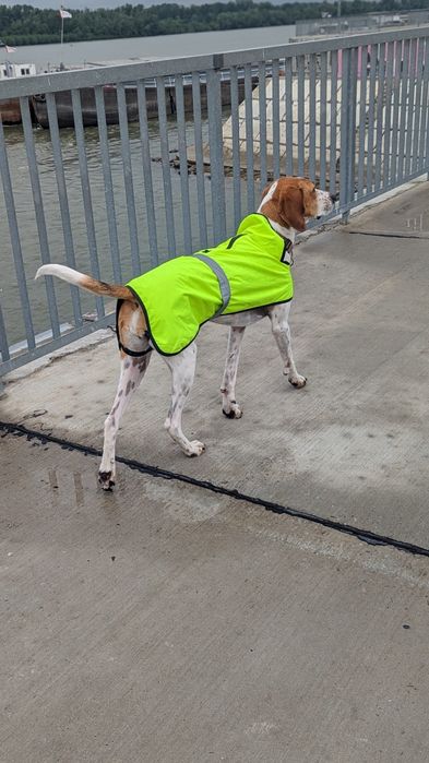 Непромокаеми дрехи за куче