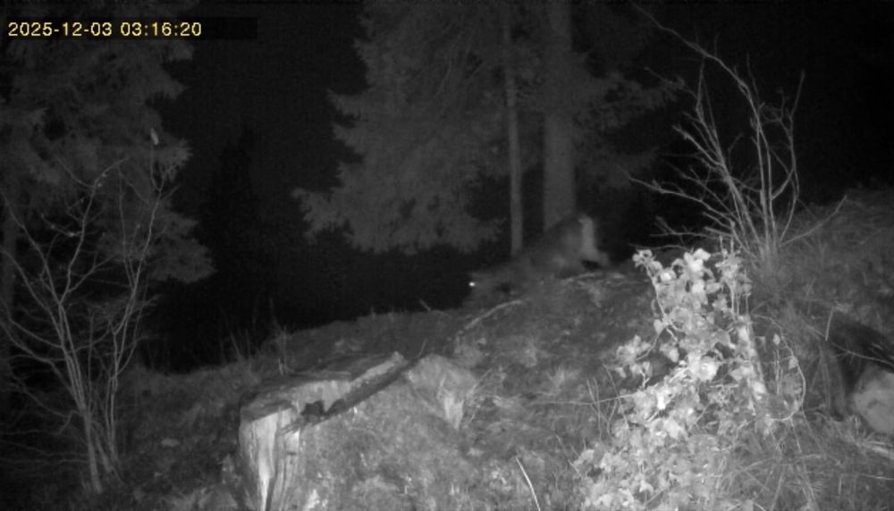 Cameră de vânătoare 4G + PANOU