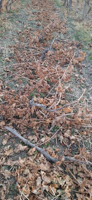 Uzum tok shoxa , kunda aralash bepul beriladi