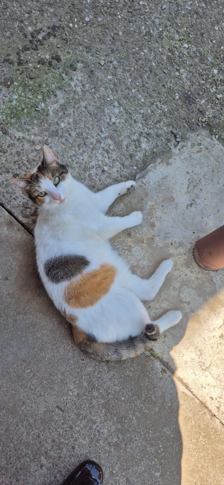 Pisicuta adoptie