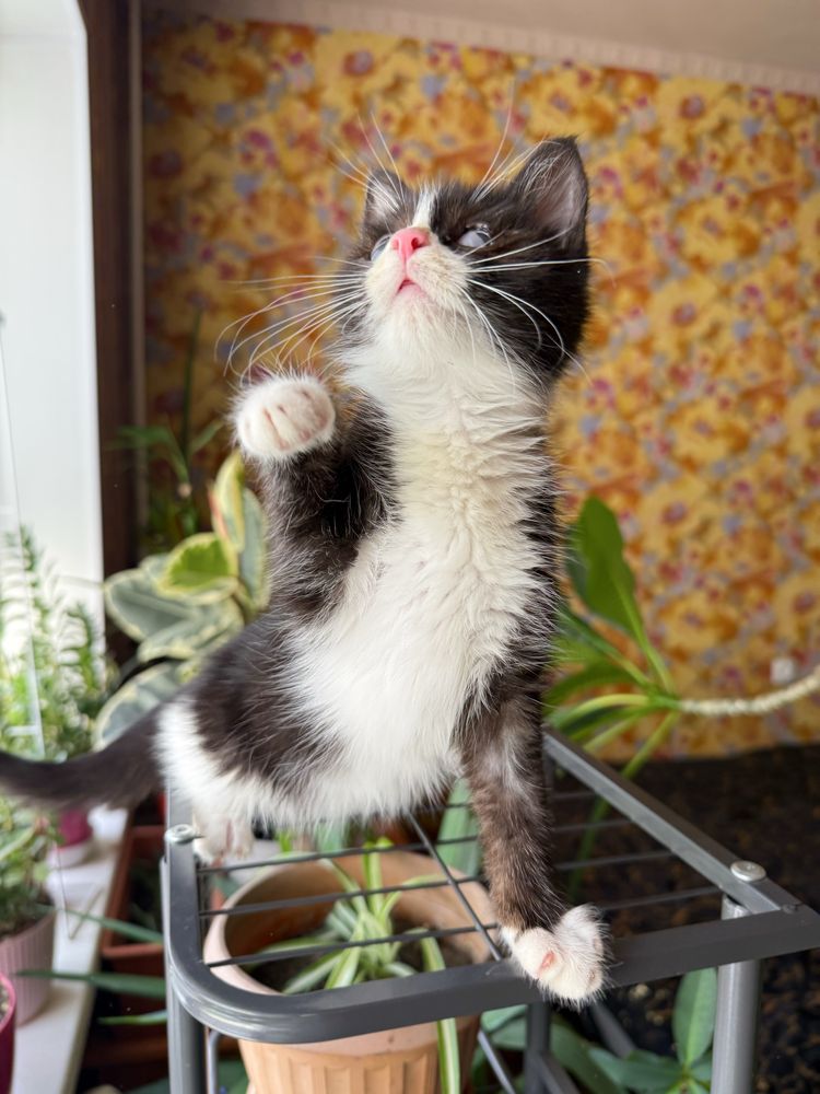 Котенок в добрые руки
