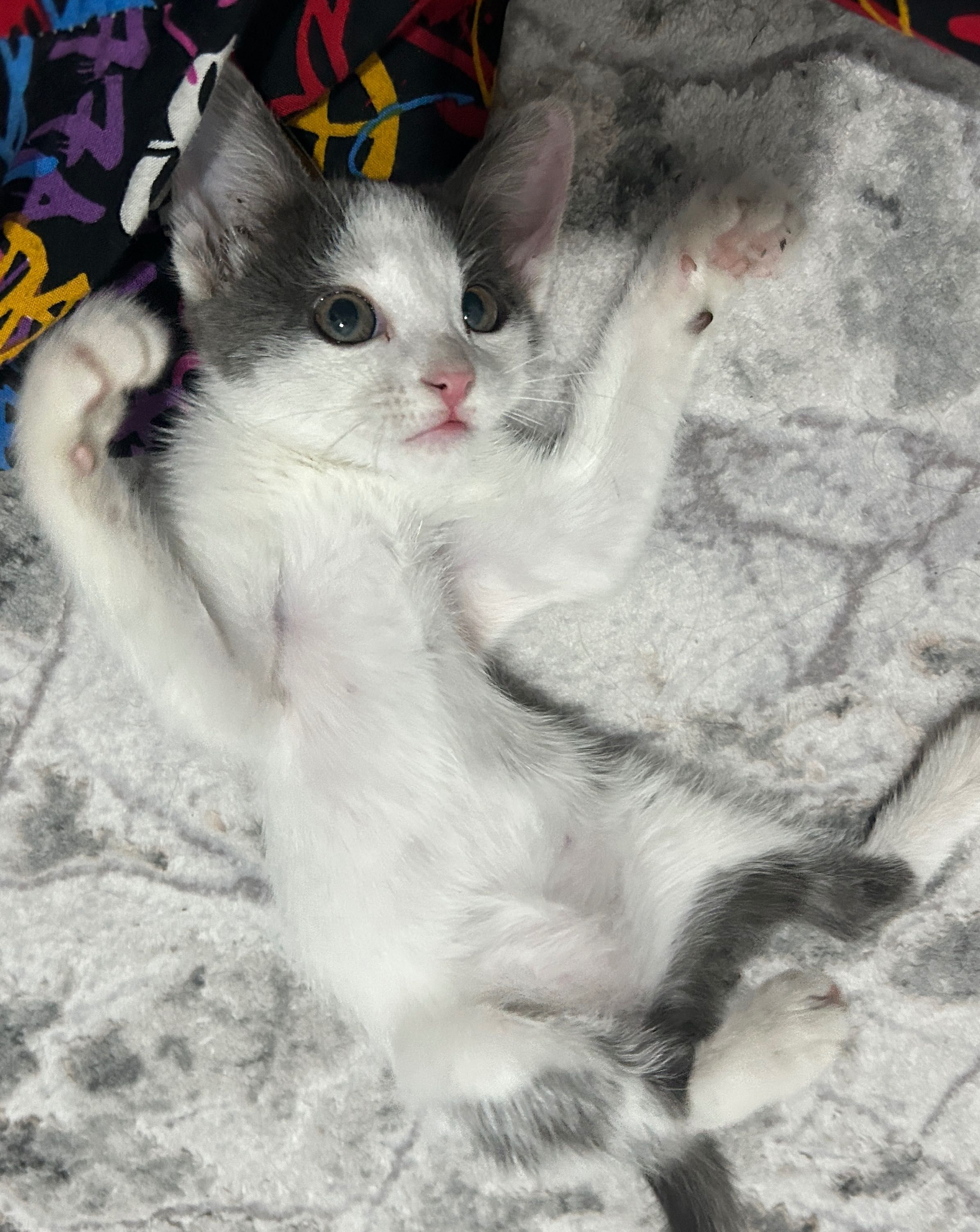 2.5 месячный котенок