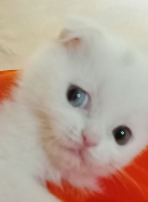 Продам котят Скоттиш-фолд .