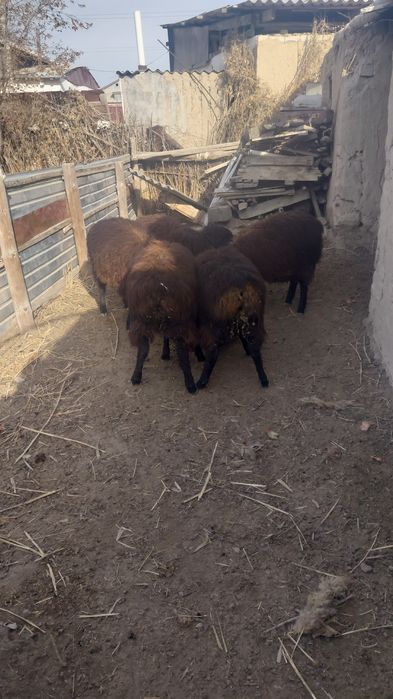 Тоқты сатылады 70000