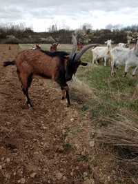 Vând (țapi) și capre alpine franceze sau metis.