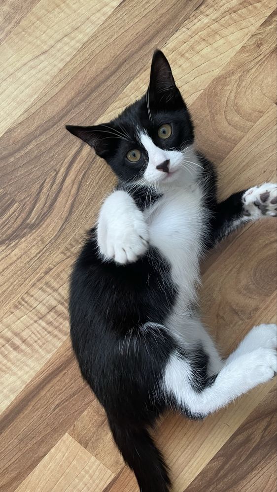 Котенок в добрые руки