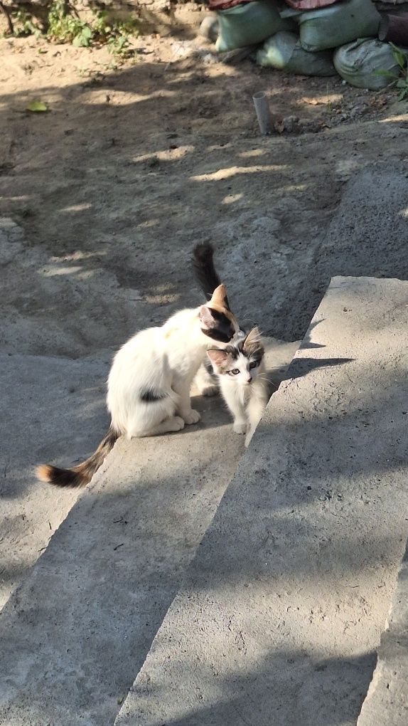 Отдам срочно двух котят от домашней кошки!