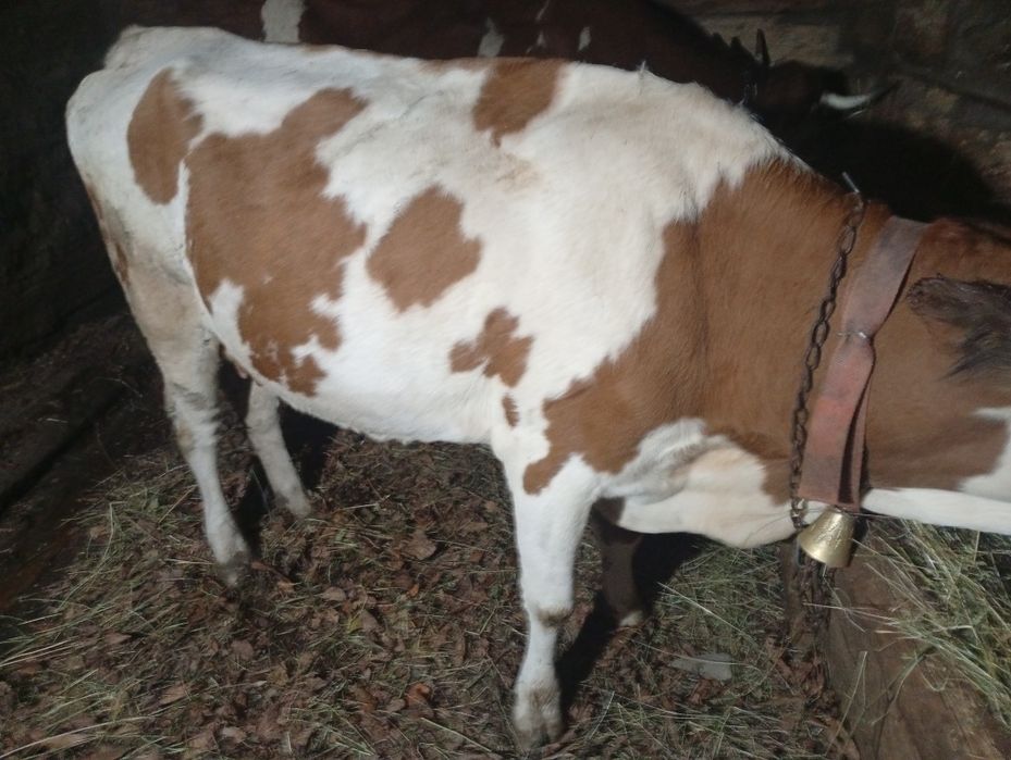 Vând vaci de cinci ani.