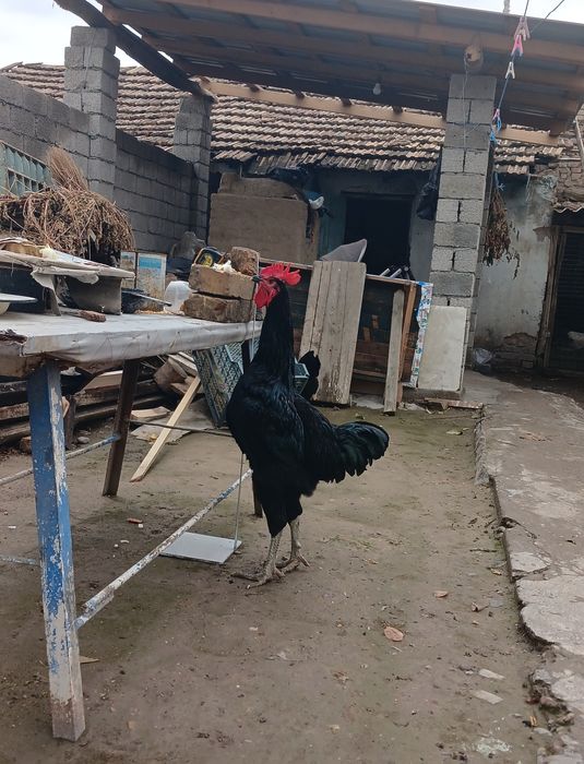 Кора Шахзодалар сотилади 2та