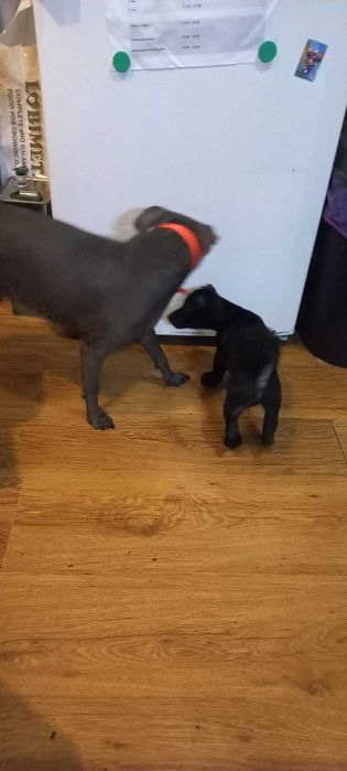 Подарък малки кученца