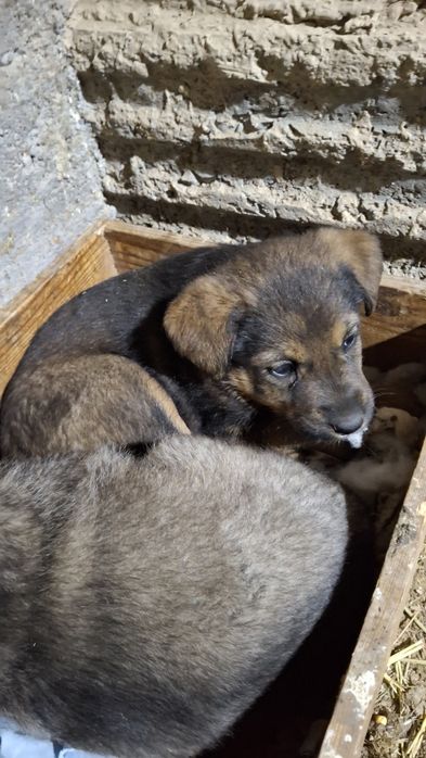 Kuchuklar bor katta boladigan