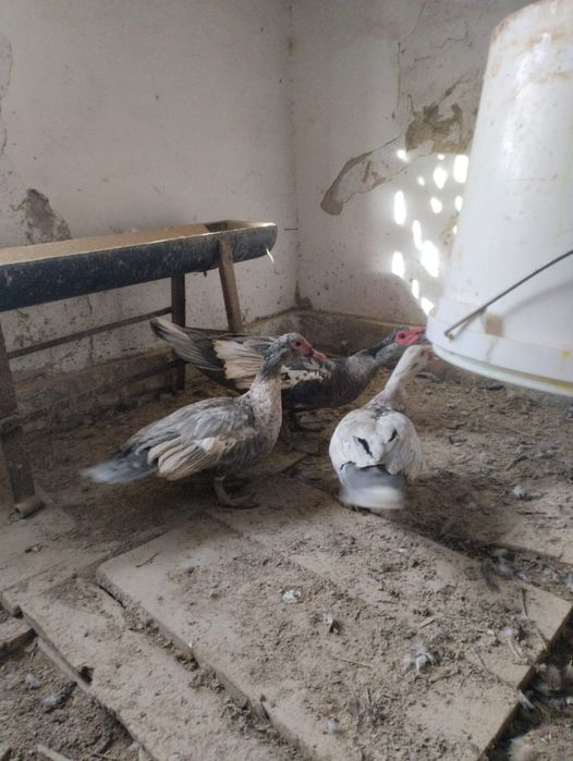 Индауытка порода лованда