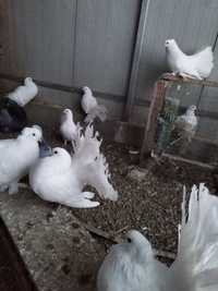 Porumbei albi voiajori și rotati