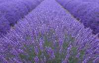 Lavanda ( butași, tufe, ghiveci)