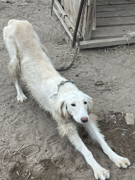 Тазы күшік таза қанды