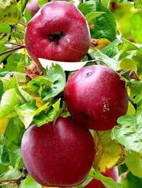 Mar Soiul Aroma de Zmeura