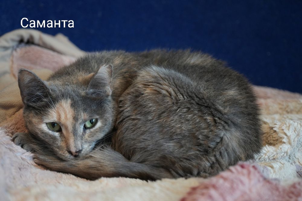 Отдам в добрые руки Саманта
