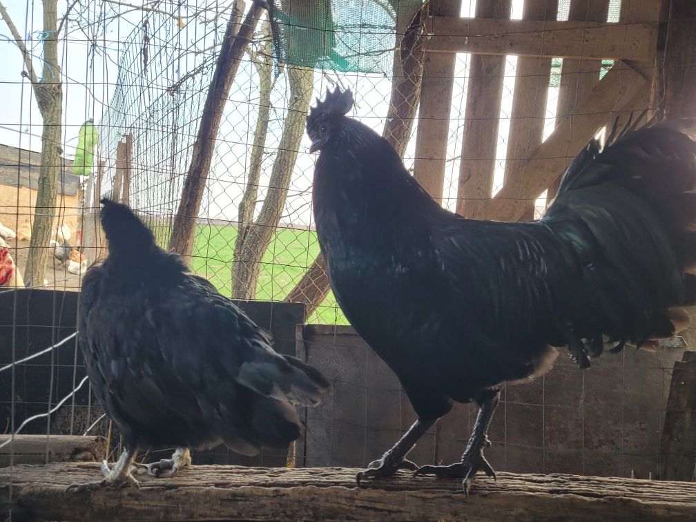 Oua de  ayam cemani