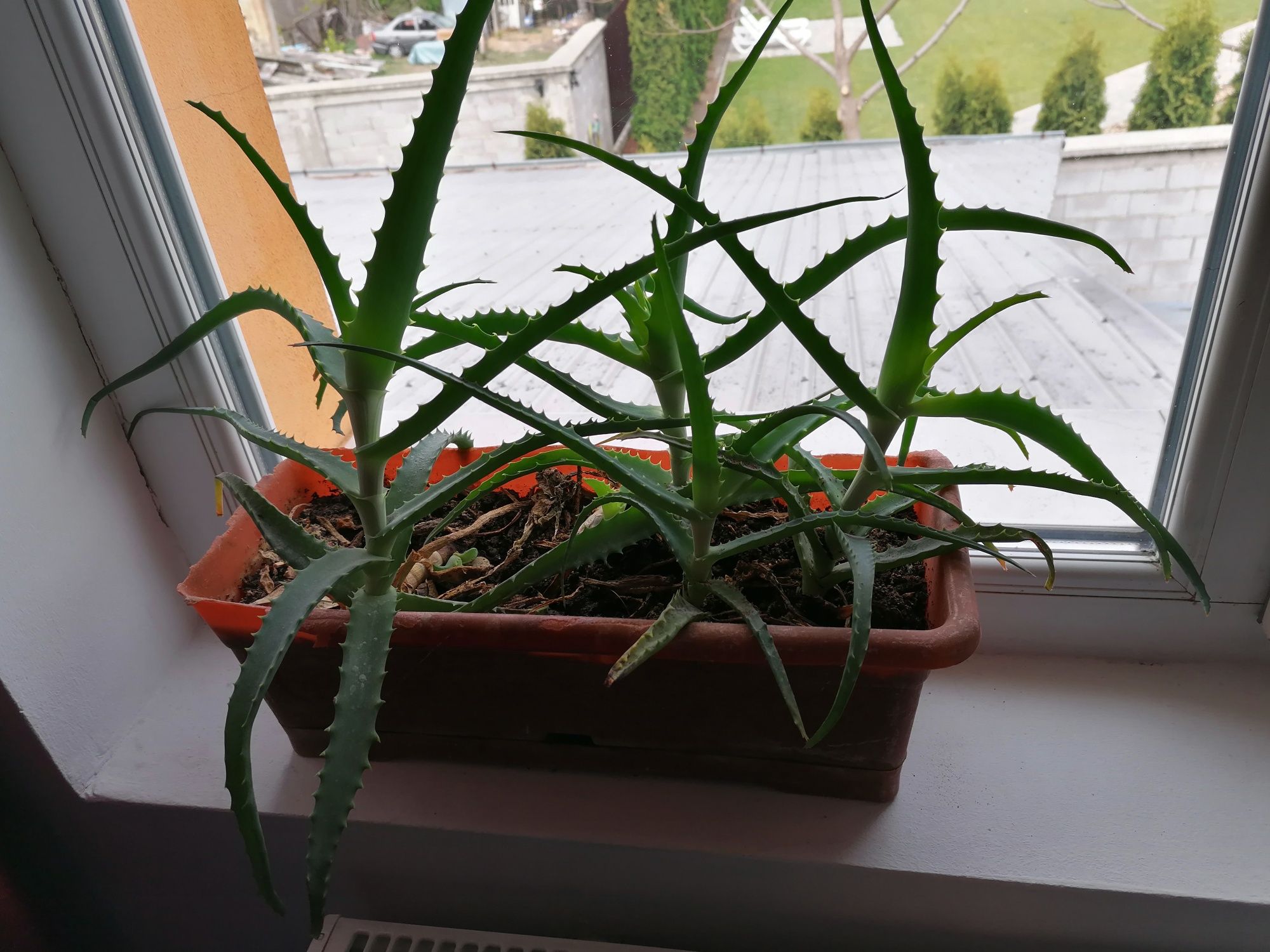 Planta Aloe Vera