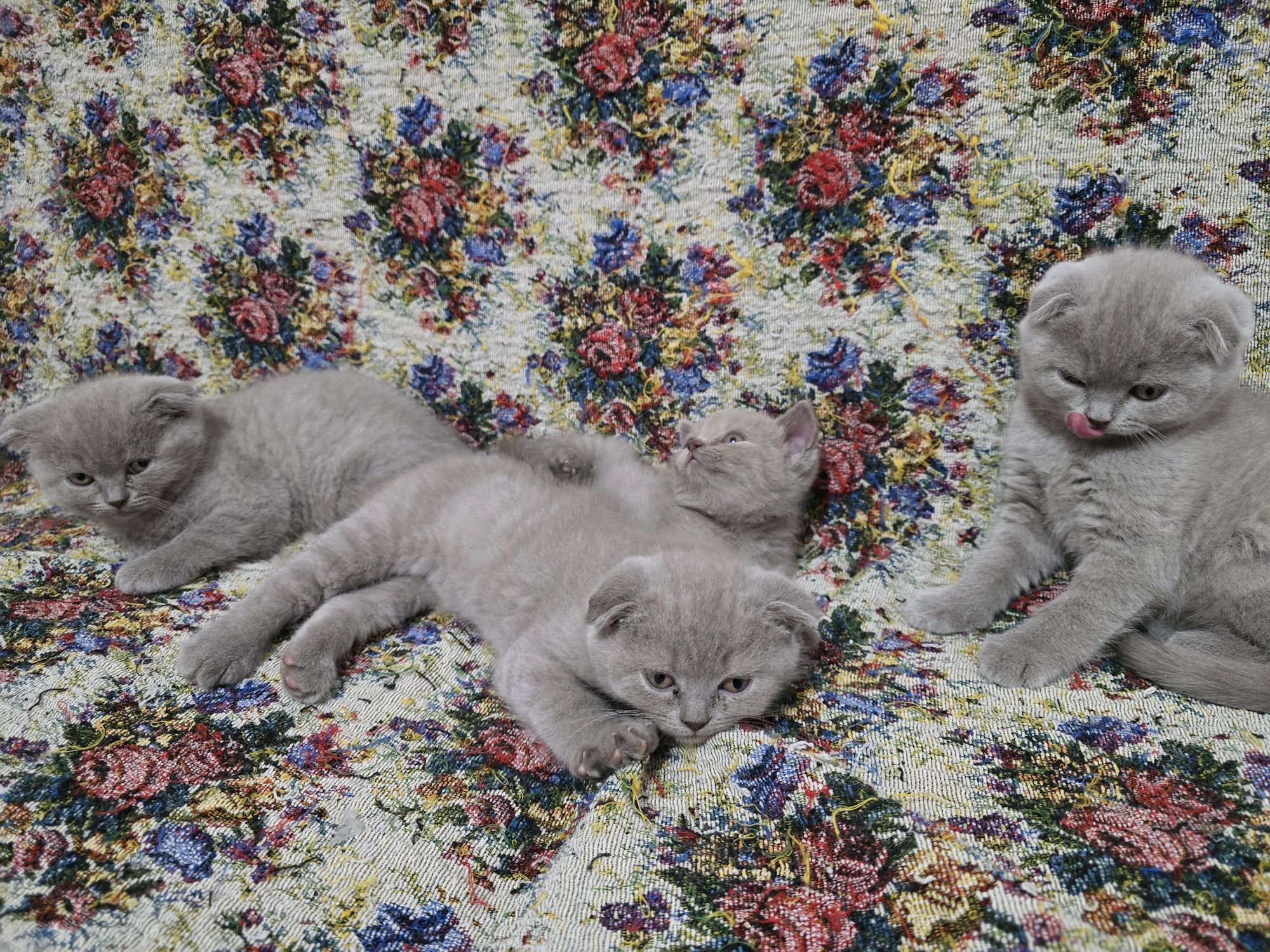 Pisici british shorthaire