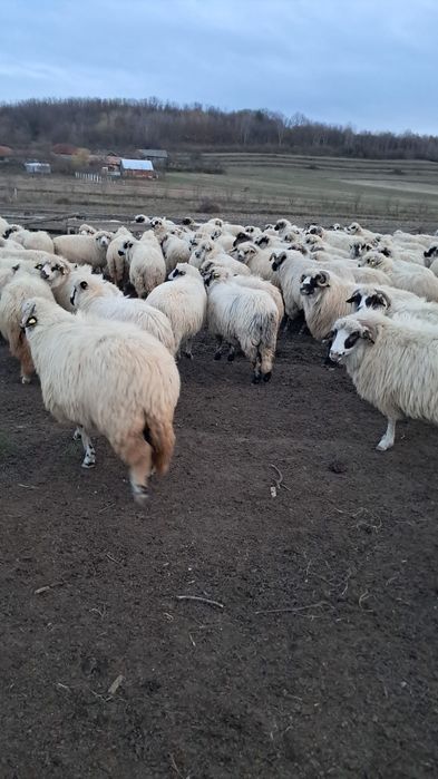 De vanzare oi ‼️‼️‼️‼️