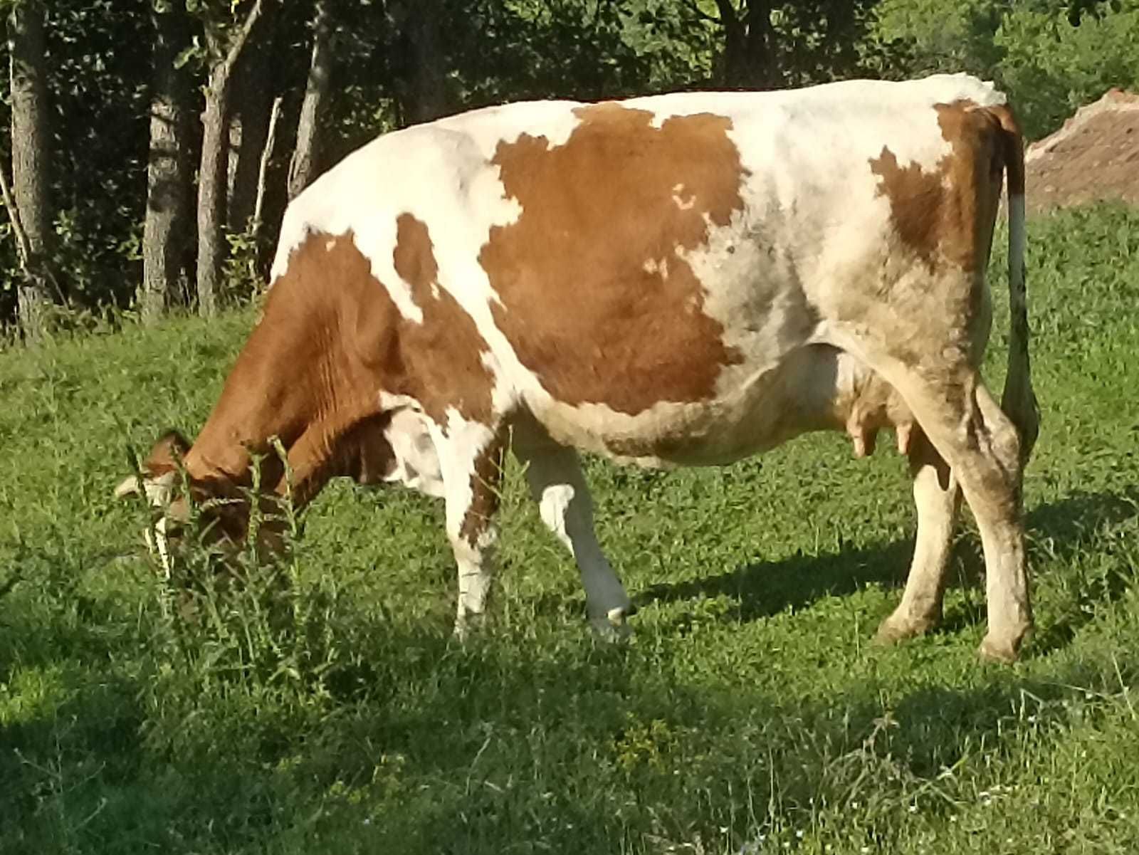 Продава крави млечни