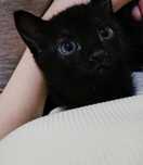 отдам ласкового кота в добрые руки