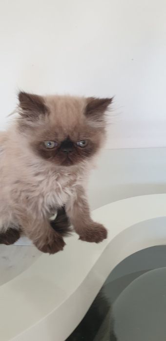 Персийски котенца