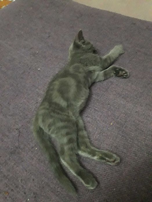 Котёнок ищет дом