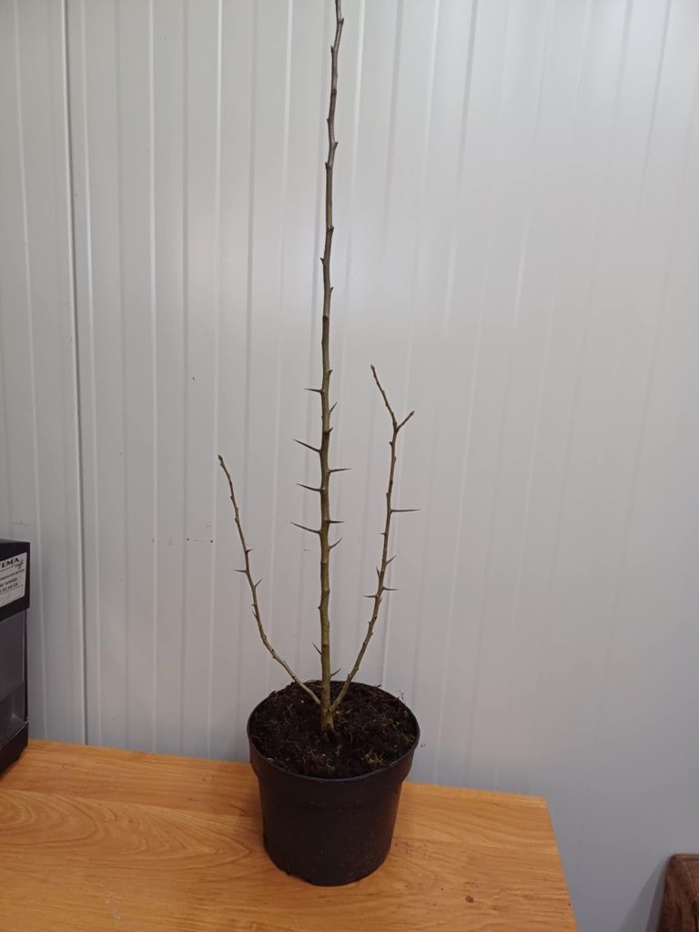 Мушмула (Mespilus germanica)