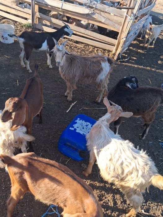 Vând iezii crescuți fără chimicale