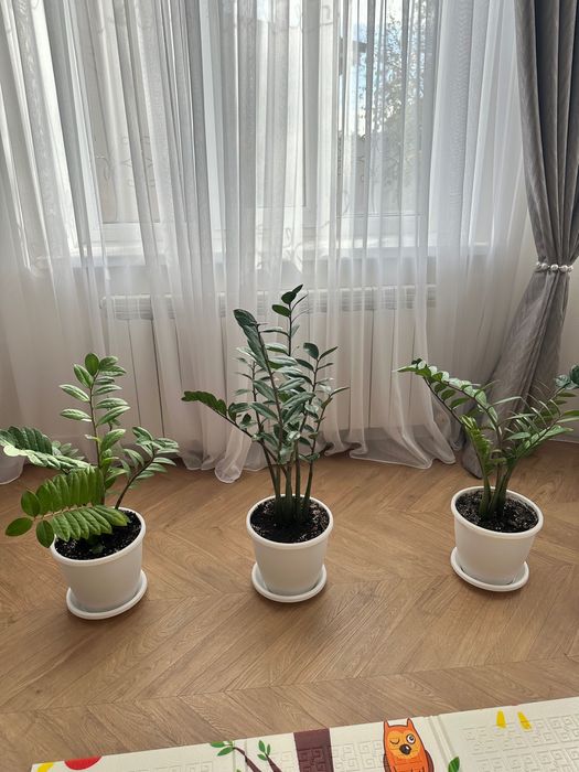 Долларовый цветок