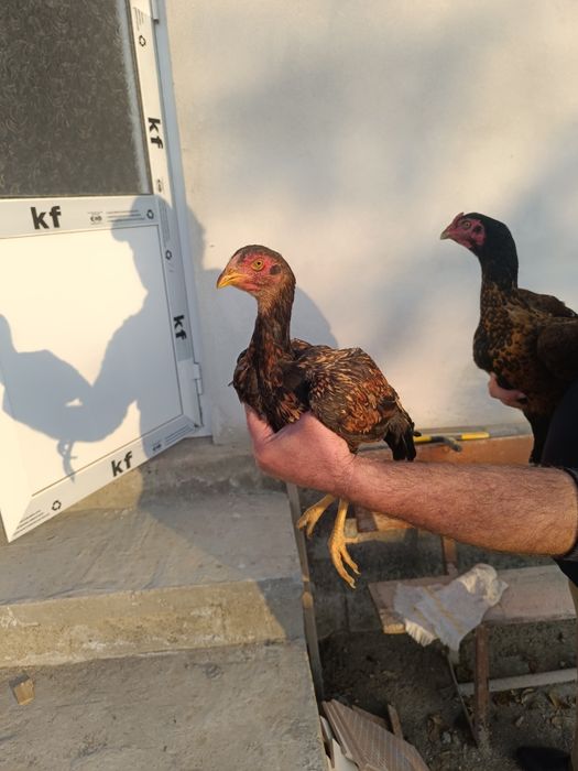 Даканг товук сотилади