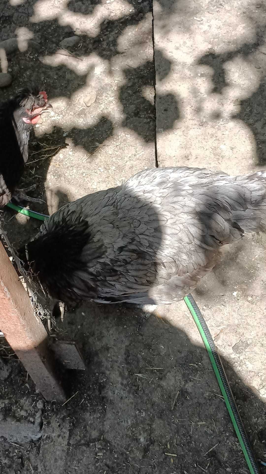 Boboci rata leseasca.