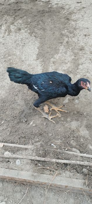 May 20 chiqan joja makyon dakan