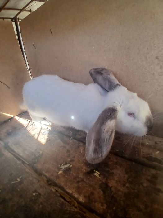 Schimb pereche berbec german pe gaini și rate