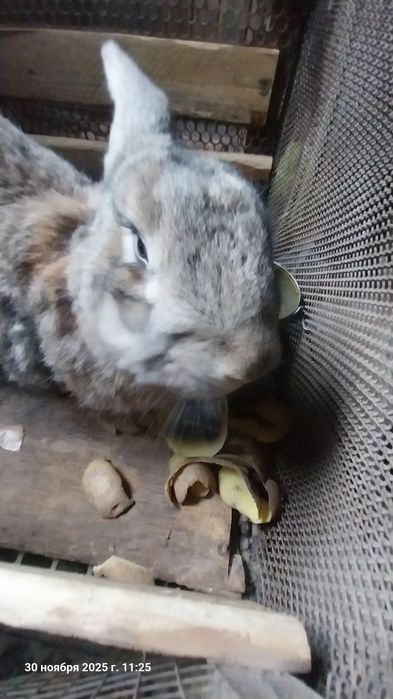Кролик домашний хороший породы, срочно