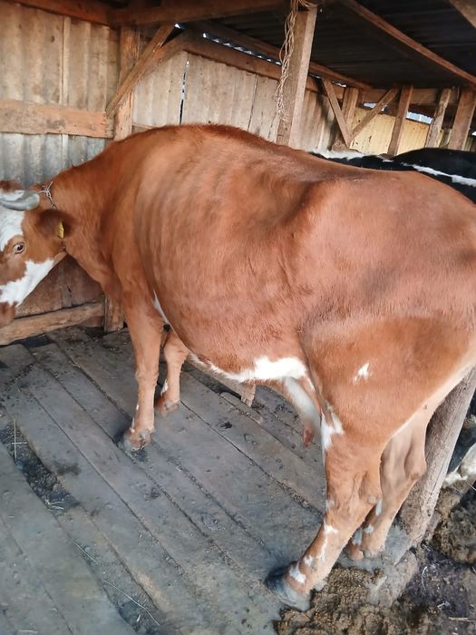 Продам коров две головы доиные