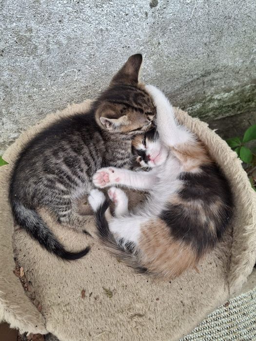 Pui de pisică pentru adopție