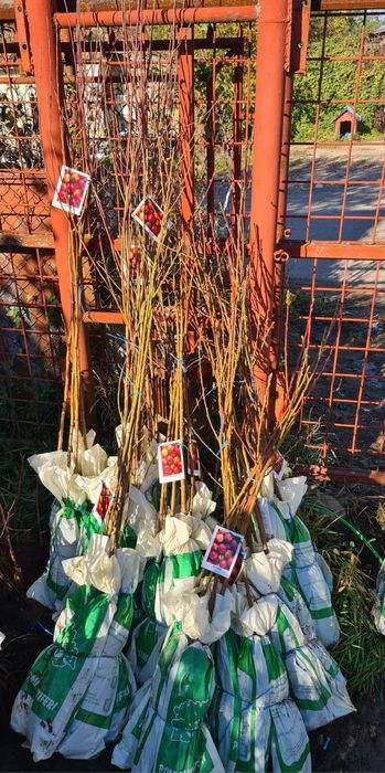 Nuci Chandler Aluni de soi.Ciresi/Gisella Prun.Nectarin.Piersic.Aronia