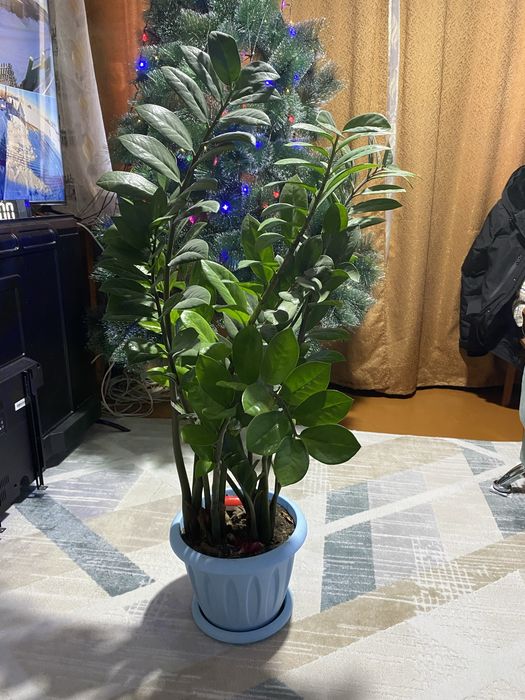 Цветы комнатные