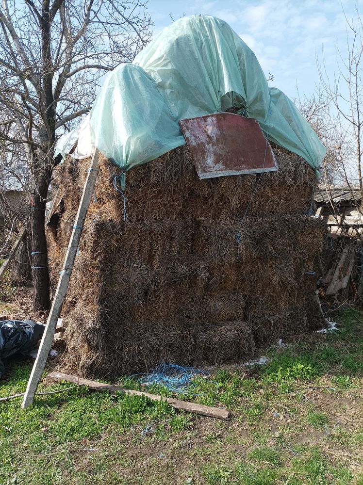 Vand balotii in zona scutelnici